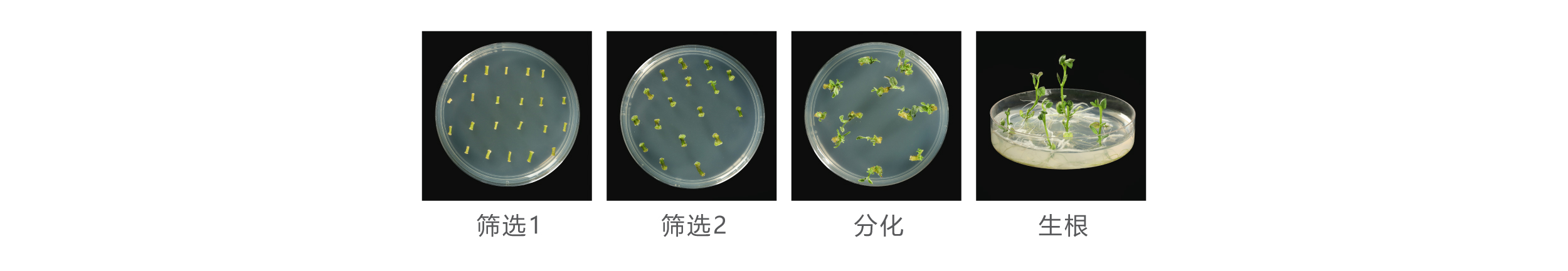 馬鈴薯